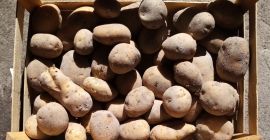 Vendo patate commestibili Jurek. Piantate da patate da seme