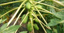 LA MEJOR PAPAYA DE LA REGION