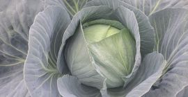 I am selling white and red cabbage. Any quantity