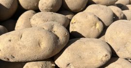Sprzedam ziemniaki jadalne (z możliwością FITO)– żółte i czerwone,