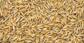 Verkaufe Bio-Hafer Besitze ein aktuelles Öko-Zertifikat Ca. 100 Tonnen