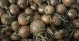 I will sell onions in various packages and different