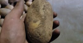 Buongiorno, ho delle patate Queen Anna in vendita provenienti