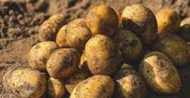 Cultivatorul oferă cartofi Soraya de înaltă calitate (și alte