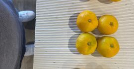 Kroatien mandarinen Dolina Neretve