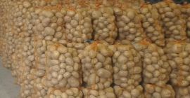 Bună ziua, vând cartofi Colomba mari (peste 5,5 cm).