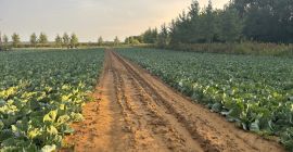 Предлагам за продажба голямо количество зеле. Сорт: Зелено лунно