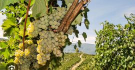 I&#39;m selling Fiano di Avellino grapes.
