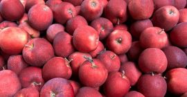 We are trusted suppliers of fresh fruits and vegetables