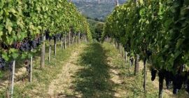 Aglianico di Montemarano szőlőt árulok, mely az Irpinia-dombság családi