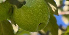 Na prodaju 50-60 tona Granny Smith jabuke, I klasa,