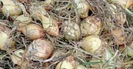 Продајем слатки лук...пакован у врећама од 10 кг. За