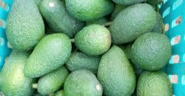 Ofrecemos aguacate Hass premium proveniente de la región de
