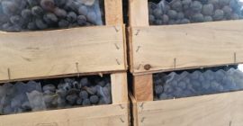 Hallo. Zu verkaufen: moldauische Trauben aus dem Kühlschrank. Menge