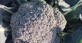 I will sell broccoli florets or whole florets, quantity