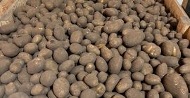 Hello. For sale: Lilly potatoes, caliber 55+, approx. 4
