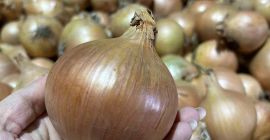 Продам здоровый, крупный, качественный лук в больших количествах.