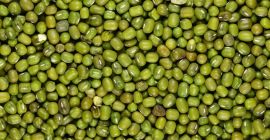 Vendo semi di fagioli mungo. Contatta [telefono]