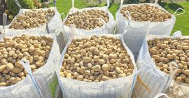 I&#39;m selling potatoes, the Gala and Denar varieties, very