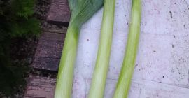 I have large quantities of fresh leeks for sale.