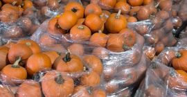 Halloween tököket árulok 1-4 kg-tól 8-12 kg-ig terjedő méretben,