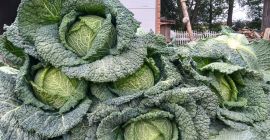 Продава се савойско зеле. За повече информация, моля, обадете