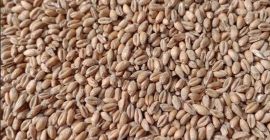 Selling 25 tons of Selling 25 tons of organic triticale. I have a