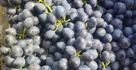 Uva moldava di qualità