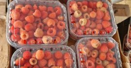 We are an export company from Morocco and have