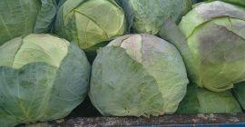 Producător cînd varză producție proprie ofer calitate și cantitate