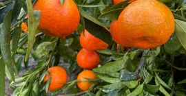 СЕЗОНА ПУНА ВИТАМИНА И БОЈА, ПОНОВО ВАМ ОВЕ СЕЗОНЕ