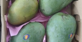 Mango fresco, maturo, pronto al consumo, importato dall&#39;Egitto alla