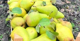 Fresh Xenia Pears from Moldova – Sweet, Juicy, and