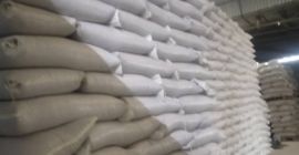 Что продаём Фасоль красная томатная (red kidney) для переработки,