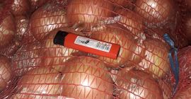 Il produttore vende cipolle Il produttore vende cipolle del raccolto 2025. Sono disponibili