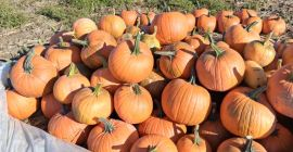 Продават се гладиаторски тикви от 7 до 14 кг,