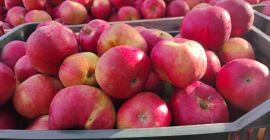 Mere idared foarte frumoase,avem și soiul florina