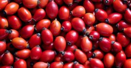 Ищу покупателя на плоды шиповника с собственной плантации. Сейчас