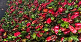 Црвена и зелена паприка, други квалитет 0,80 стона/кг
