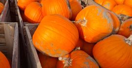 I am selling pumpkins