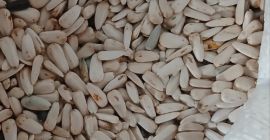 Weiße Sonnenblume Dzakiran ausgewählt für weitere Informationen [Telefonnummer] Serbien