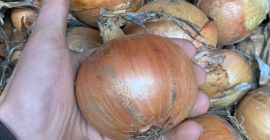 Üdvözlöm, Fasto Centro fajtájú sárga hagymát árulok ömlesztett kiszerelésben.