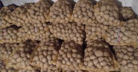 Продајем Гала кромпир са лаког земљишта, количине за камионе