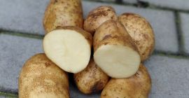 I have 10 hectares of potatoes of the Ludmiła