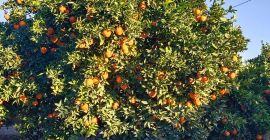 Excellent quality Navelina oranges, grown in the orchards of