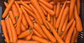 Frische, hochwertige Karotten direkt vom Erzeuger! Größen: - normal
