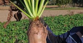 Soiul Brigadier, recoltat manual