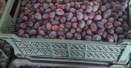 Продајем шљиве као поклон из хладњаче.