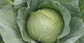 Kohl Futoški Nachkommen Menge 50000t-60000t