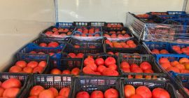 Продајем ружичасти парадајз - елитни квалитет. Нудим свеж, ароматичан